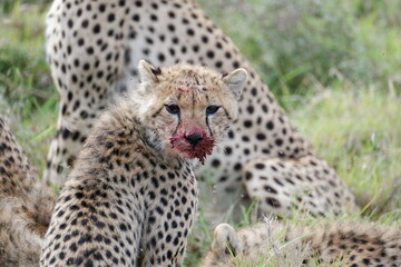 cheetah looking at you