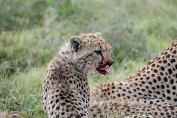 cheetah - tongue