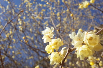 Light Cream Flowers of Wintersweet in Full Bloom
