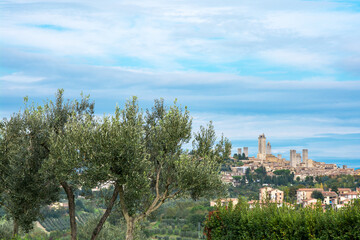 Fototapeta na wymiar Blick auf San Gimignano hinter Olivenbaum