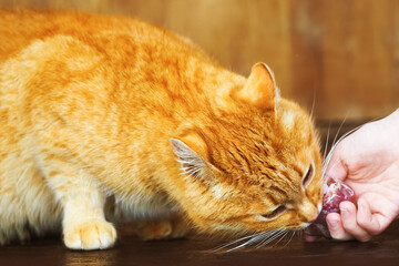 Feeding a wild ginger cat with meat from the hand. Red cat eating food from person hand