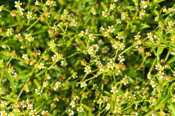 Galinsoga parviflora plant and flowers. Guasca or gallant-soldier
