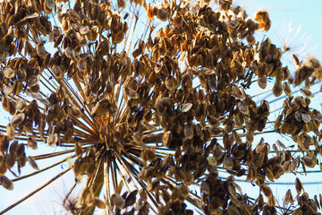 Hogweed dried flowers, dead wood hogweed seeds on blue sky background