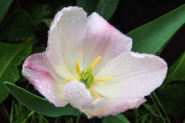 White and soft pink tulip flower in dew drops in garden