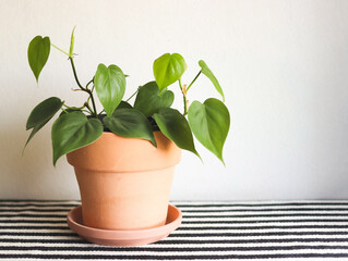  table with black and white stripe cloth and white background. green Philodendron Hederaceum plant in pot.