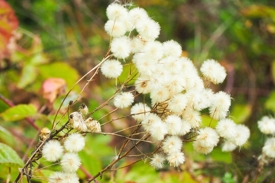Fluffy seeds of small-petaled acrid or Erigeron acris. Late summer, autumn