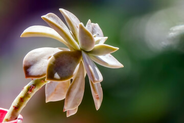 Flower photos from natural environments