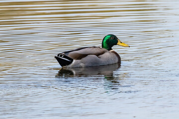 A male mallard or wild duck (Anas platyrhynchos) on a pond in the Nature Reserve Marismas del Odiel, Huelva, Andalusia, Spain