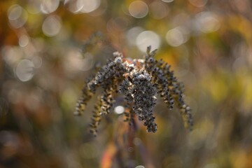 Autumn walks in the fields, the beauty of autumn nature.
