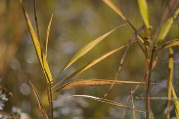Autumn walks in the fields, the beauty of autumn nature.