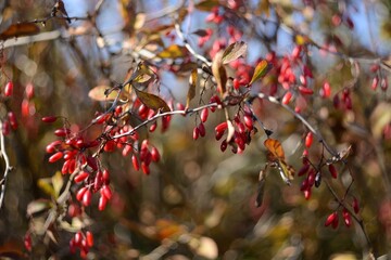 Autumn walks in the fields, the beauty of autumn nature.
