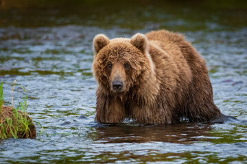 Plakat Kamchatka, the bear goes fishing to the lake.