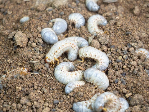 Beetle larva (Diloboderus abderus)