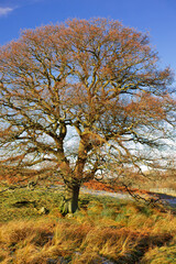 Obraz premium Derwent reservoir, winter landscape.