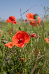 field with blooming red poppies