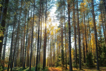 summer landscape in forest background panorama nature summer season landscape trees