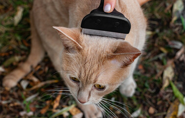 a cat whose fur is combed out with a lance