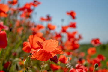 Fototapeta premium field with blooming red poppies