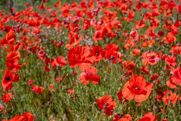 field with blooming red poppies