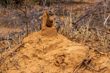 Obraz premium Eroded termite mound isolated in the African bush