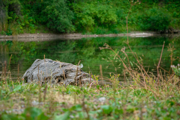 Naklejka na ściany i meble a log lying by a beautiful lake