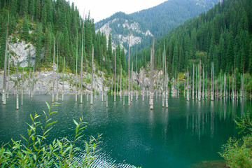 dead fir trees stand in the water against the background of mountains
reflection