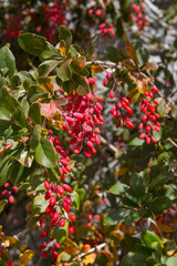 Bush with red barberry berries