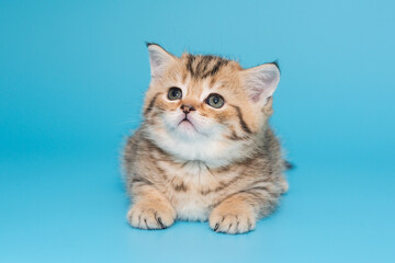Scottish kitten sits on a blue background