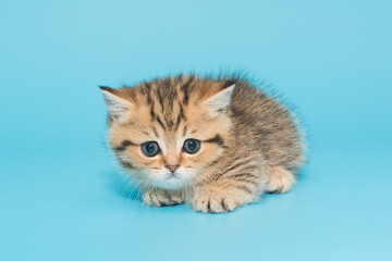Scottish, striped, red kitten