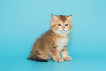 Obraz premium Small, beautiful, Scottish kitten.