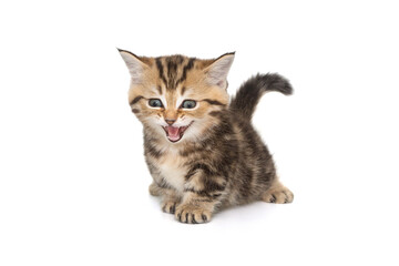 Funny Scottish kitten meows loudly