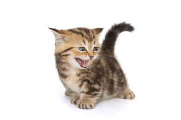 Funny Scottish kitten meows loudly