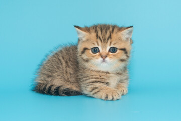 Scottish kitten sits on a blue background