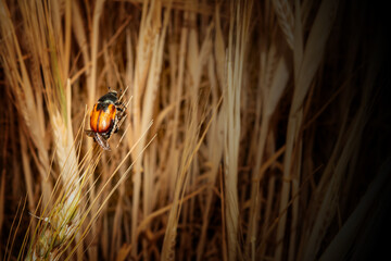Ear of wheat and an insect on it