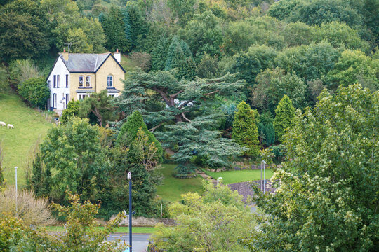 a beautiful cedar tree (Cedrus libani) seen from the 13th century walls of Conwy town