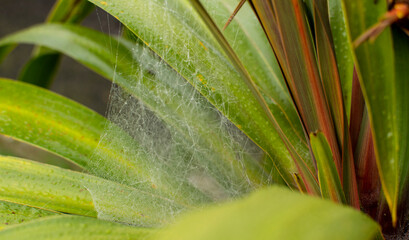 Cobwebs in summer, phenomenon of spiders migration