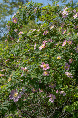 Blooming pink rose bush in spring