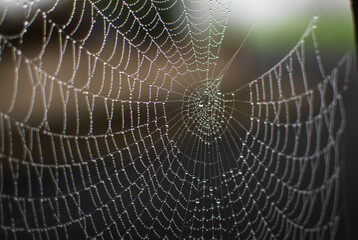 Cobwebs in summer, phenomenon of spiders migration