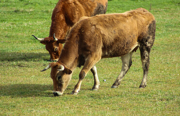Fototapeta premium cow and calf