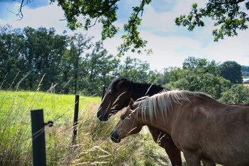 Pferde auf der Weide im Sommer an einem bewölkten Tag
