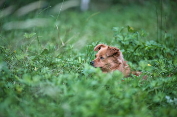 Hund versteckt sich auf der Weide im Gras