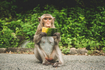 Naklejka premium Monkeys on The Big Mountain, Vung Tau city, Vietnam