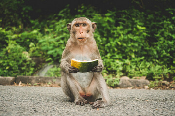 Naklejka premium Monkeys on The Big Mountain, Vung Tau city, Vietnam