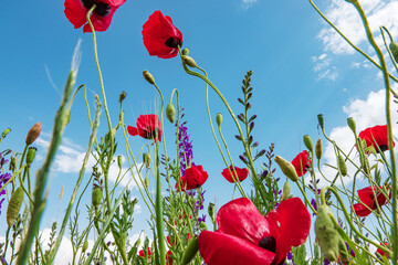 Obraz premium Weasel photos from natural environments