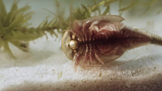 Triops or tadpole shrimp, a living fossil. Oldest living specimen in the world.