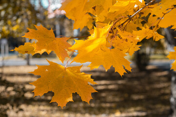 Yellow leaves on a tree. Yellow maple leaves on a blurred background. Golden leaves in autumn park.