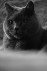 british grey cat,black and white photo,lying,fluffy,beautiful,animal,bed