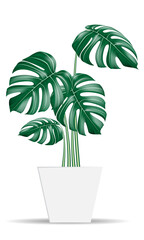 Fototapeta na wymiar Monstera tropical plants realistic vector in white potted on isolated background for home or office interior