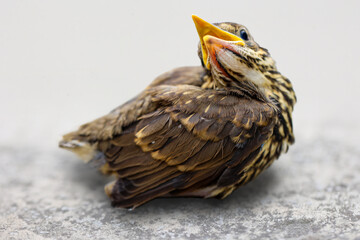 Ein Portrait eines Küken von einer Singdrossel.

