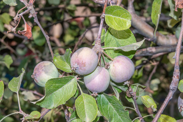 Photo of apple among the leaves on the tree